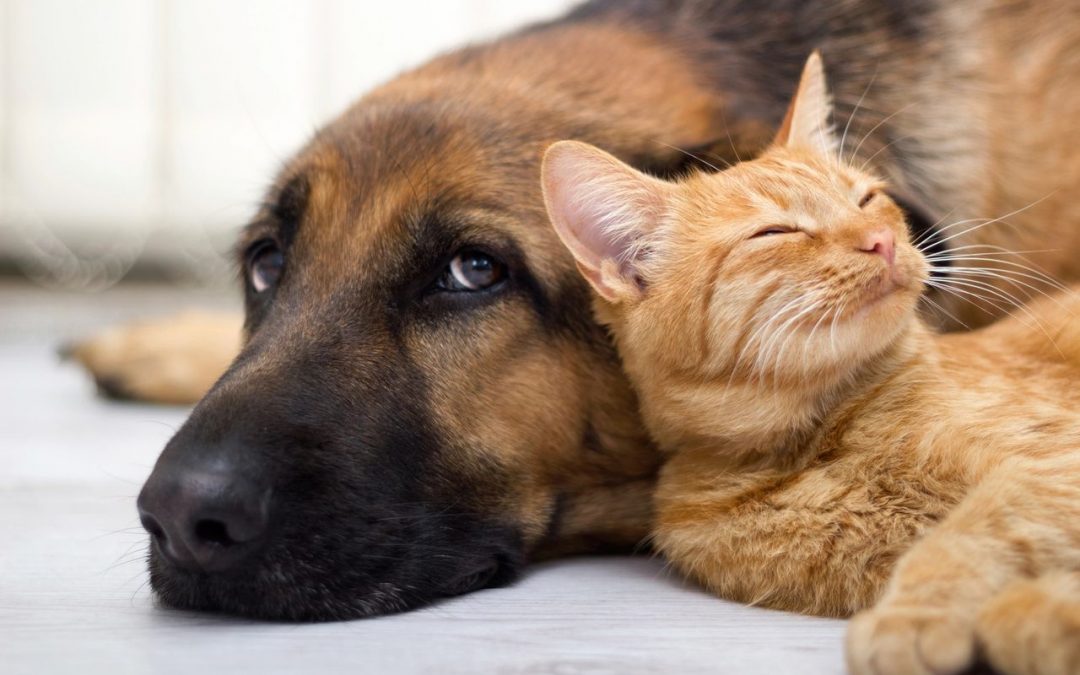 Dog and cat laying together