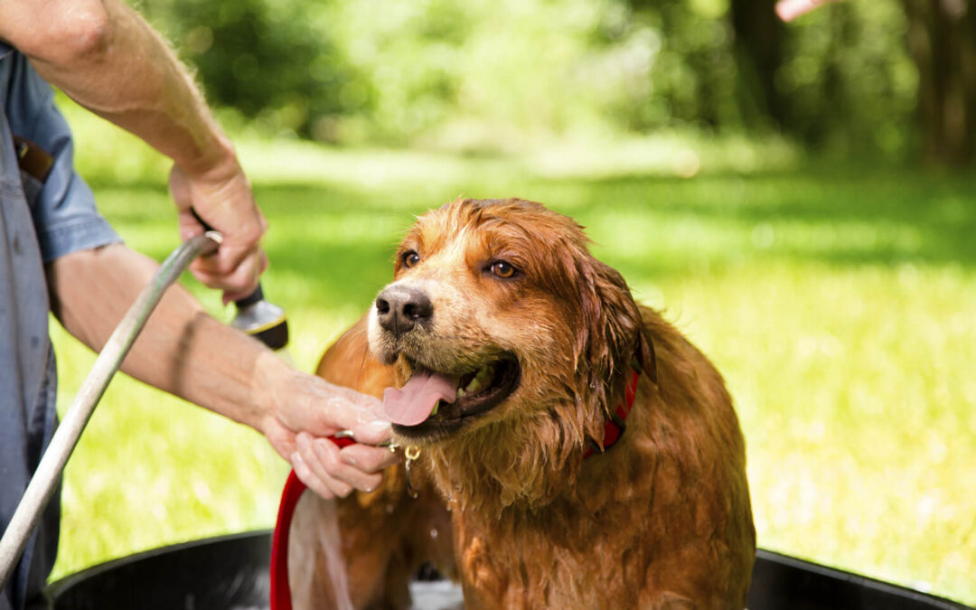 Maintain your Pet's cleanliness with Minksheen pet shampoo