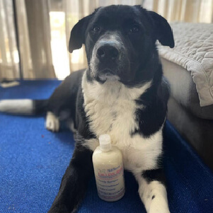 Black and white dog<br />
