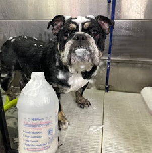 Black and white bull dog