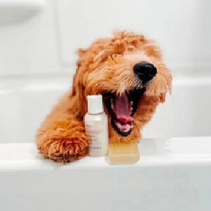 Happy Brown Dog
