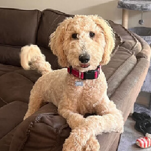 Light Poodle Mix on the couch
